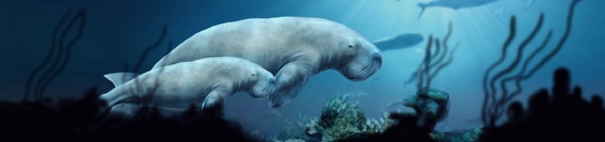 UAE Pavilion, Expo 2012 Yeosu — an illustrated dugong and calf swimming over a reef, from the "Did You Know" archive page's own hero image